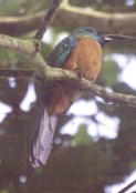Great Jacamar