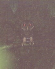 Mottled Owl